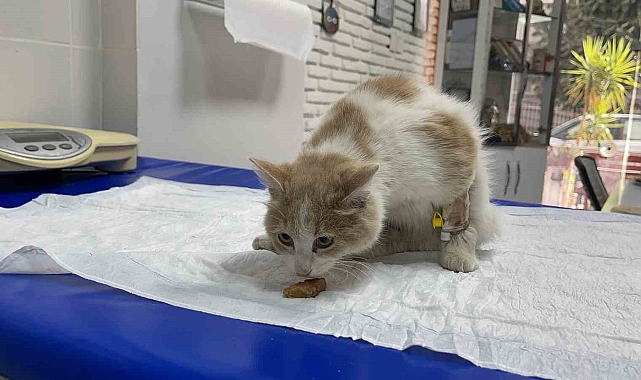 Tüfekle vuruldu, araba çarptı sandı