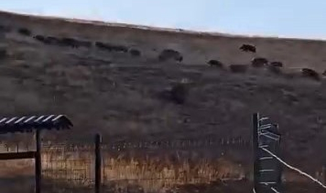 Yüksek kesimlerinde domuz sürüleri görüldü
