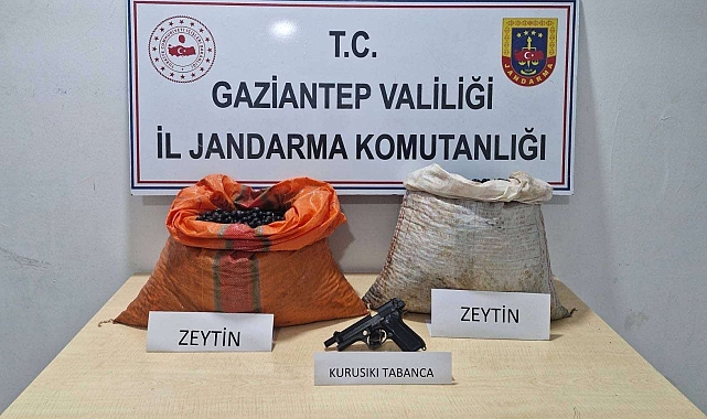 Zeytin hırsızlığı şüphelisi tutuklandı