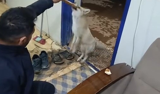 Aç kalan tilkiyi elleriyle besledi