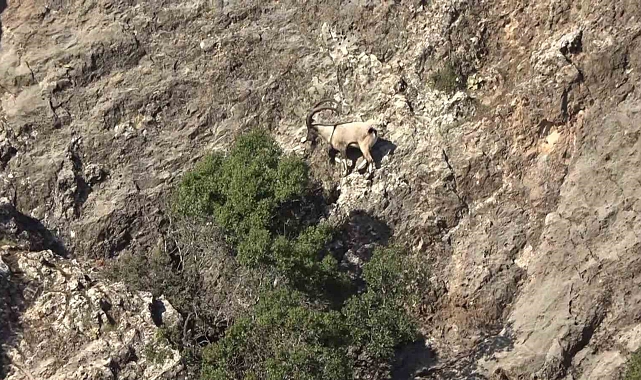 Adıyaman'da yaban keçilerinin popülasyonu çıkartıldı