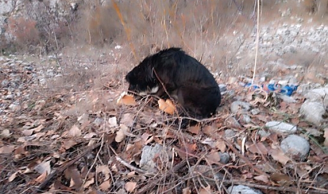 Alanya'da, kayalıklarda mahsur kalan köpekler, kurtarıldı