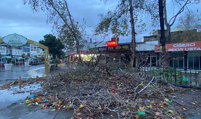Antalya'da aşırı yağış ve fırtına asırlık çınar ağacını devirdi