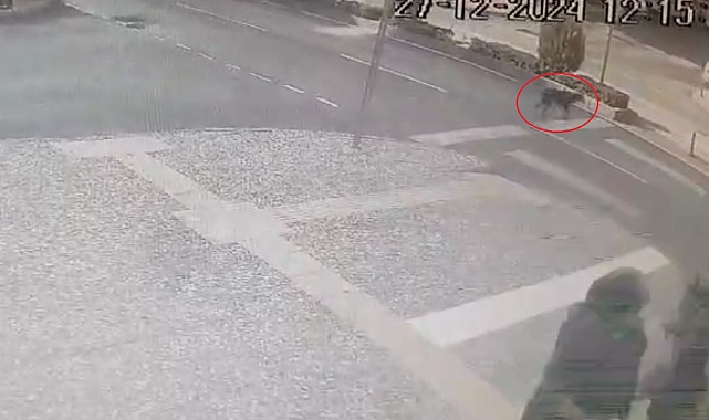 Antalya'da Köpek Kazası: Sürüklendikten Sonra Mucizevi Kurtuluş