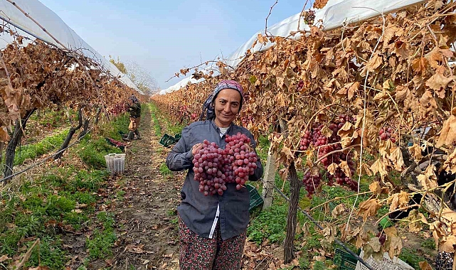 Aralık ayında üzüm hasadı