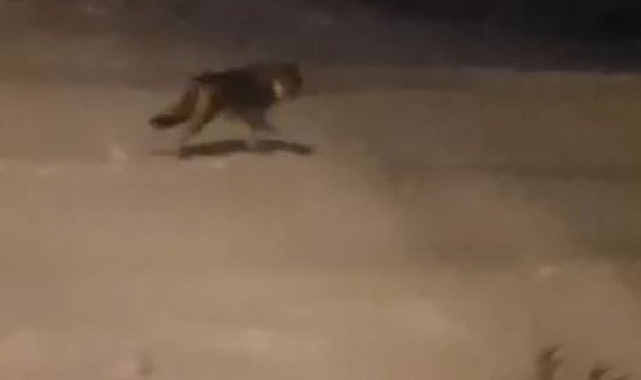 Ardahan'da Aç Kalan Kurtlar Şehre İndi: Korkutan Görüntüler