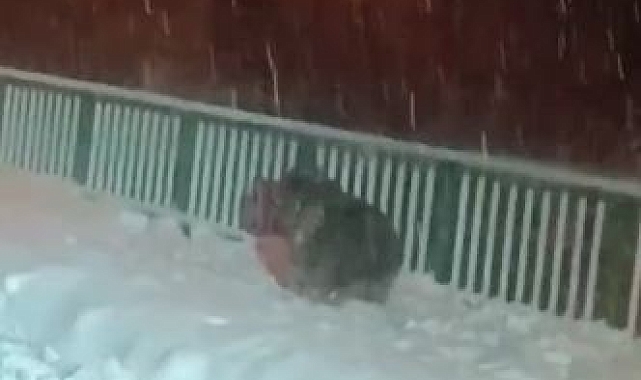 Artvin'de Karla Mücadele Sırasında Beklenmedik Misafirler: Ayılar!