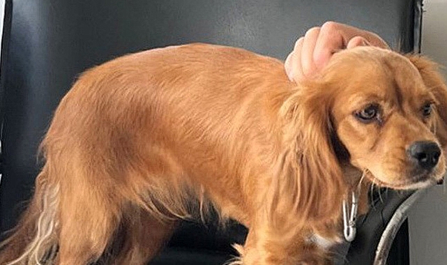 Badem isimli köpek her yerde aranıyor