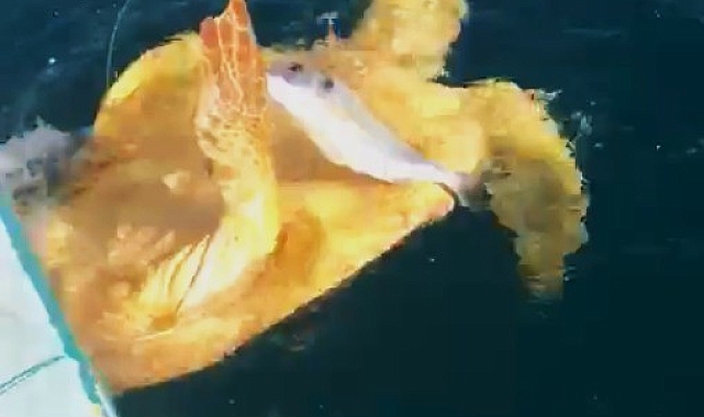 Balıkçının dikkati misinalara dolanan 2 caretta carettayı kurtardı