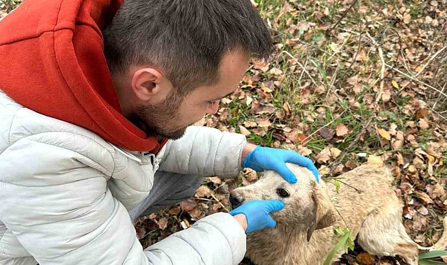 Batmak üzere olan bir köpek, tekne yardımı ile kurtarıldı