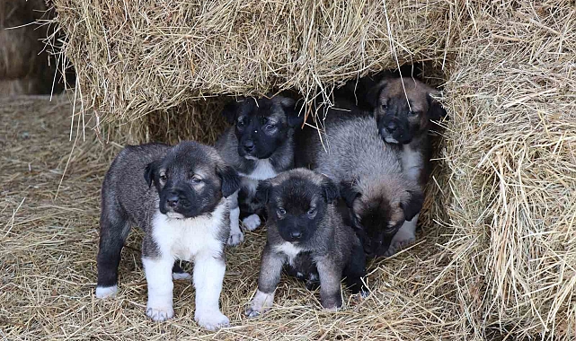 Dünyaya gelen kuyruksuz köpek yavruları sahiplerini şaşırttı