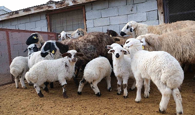 Erzincan'da Kuzuların Doğuşu Üreticilerin Yüzünü Güldürdü