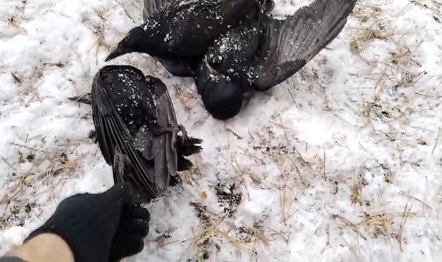 Erzincan'da Yaşanan Felaket: Kargalar Donarak Öldü