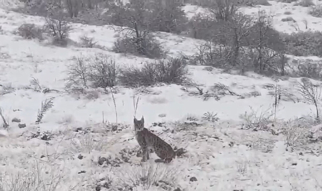 Erzincan'ın Gizli Sakinleri: Vaşak Kamerada!