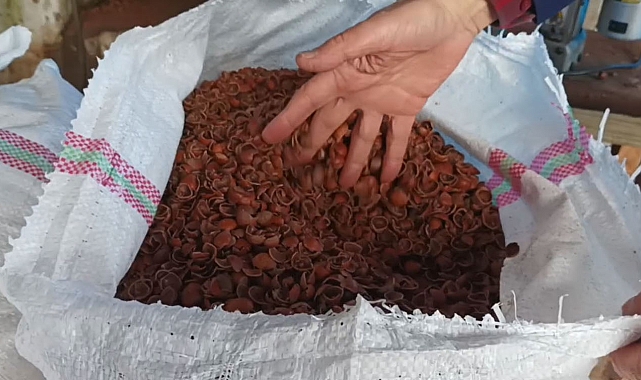 Fındık kabuğu fiyatları düştü