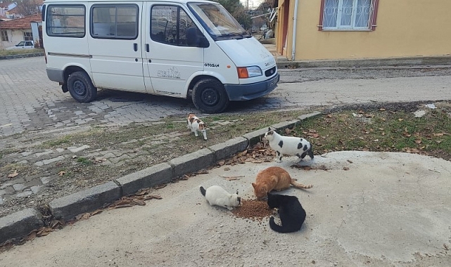 Gediz Belediyesi Sokak Hayvanlarını Unutmuyor!