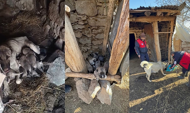 Hakkari'de Açlıktan Bitkin Düşen Anne Köpek ve Yavruları Kurtarıldı