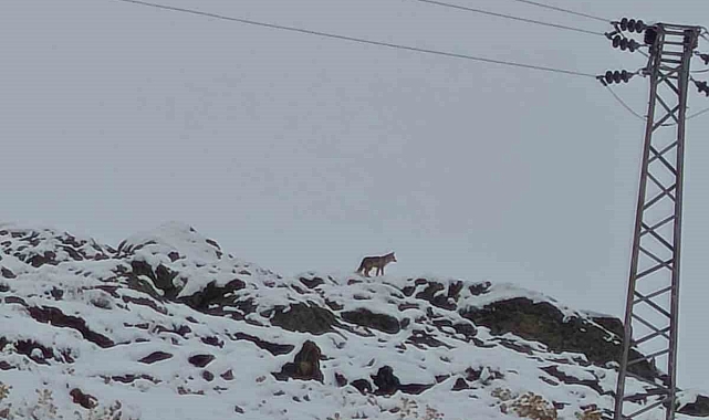 Hakkari'de gündüz vakti şehre inen kurt endişe yarattı