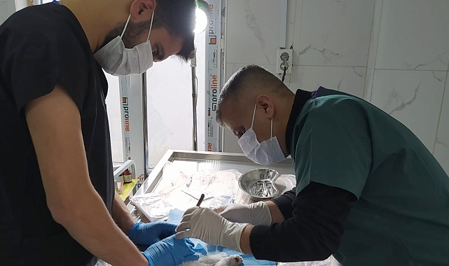 Hakkari'de Sokak Kedisine Umut Oldu: Veteriner Ekipleri Hayata Tutundu