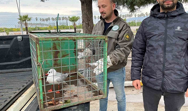Hatay'da Kahramanlık Öyküsü: Motosikletli Genç, Yaralı Martıyı Kurtardı
