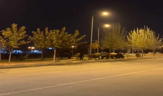 Iğdır'da Yürüyüş Yolu Sorunu: At Arabaları ve Hayvanlar Vatandaşları Mağdur Ediyor
