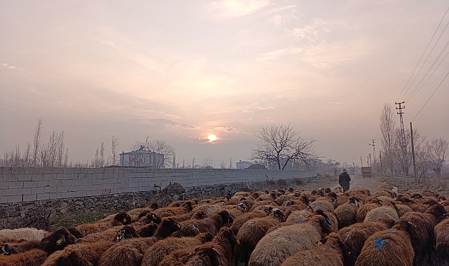 Iğdır'ın Gururu: Mor Koyun