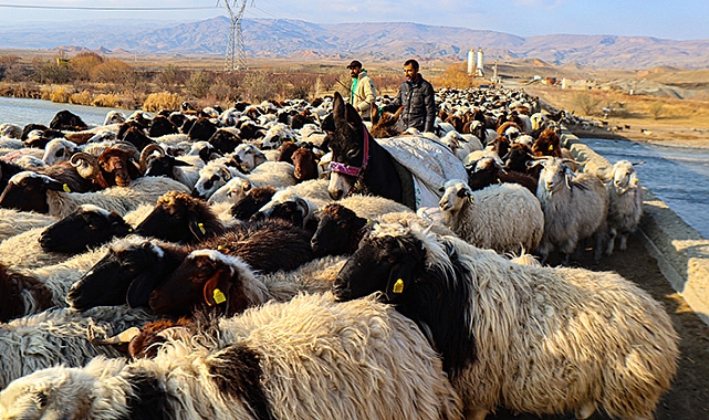 Iğdırlı göçerler, yaylalardan zorlu yolculukla dönüyor