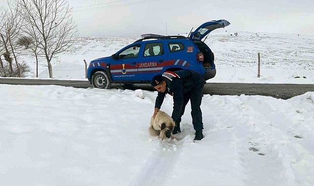 Jandarma, yiyecek bulmakta zorlanan yaban ve sokak hayvanları için harekete geçti