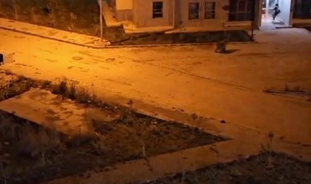Kars Sarıkamış'ta Boz Ayı Panigi: Vatandaş Korku dolu Anlar Yaşadı