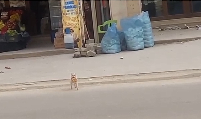 Kedinin marketten simit çalması gülümsetti