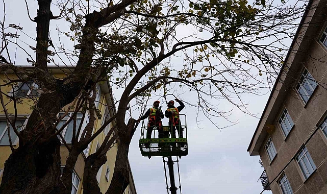 Maltepe'de ağaç budama mevsiminin başlamasıyla 594 ağacı budadı