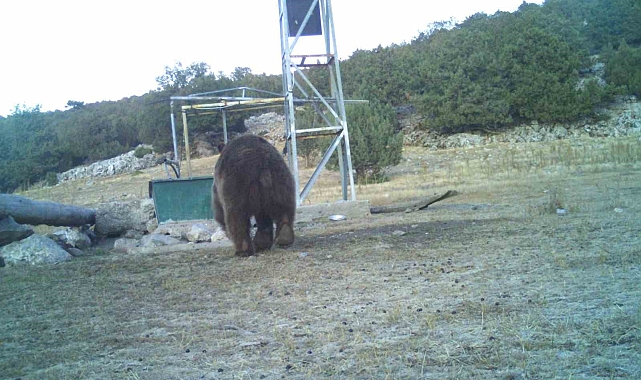 Manisa'da fotokapanlara ilk kez boz ayı yakalandı