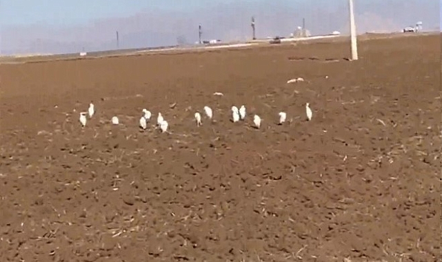Mardin'de Kış Mevsimi Misafirleri: Akbalıkçılar!