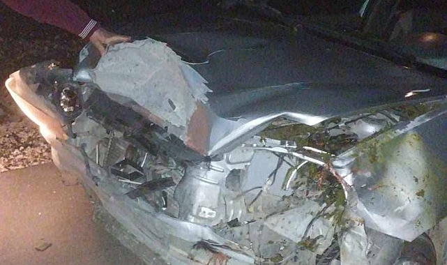 Mersin'de Trafik Kazası: 4 Hayvan Telef Oldu