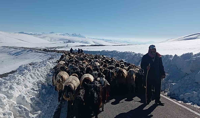 Muş'ta 2 bin koyunla mahsur kalan besicilerin yardımına İl Özel İdaresi ekipleri yetişti