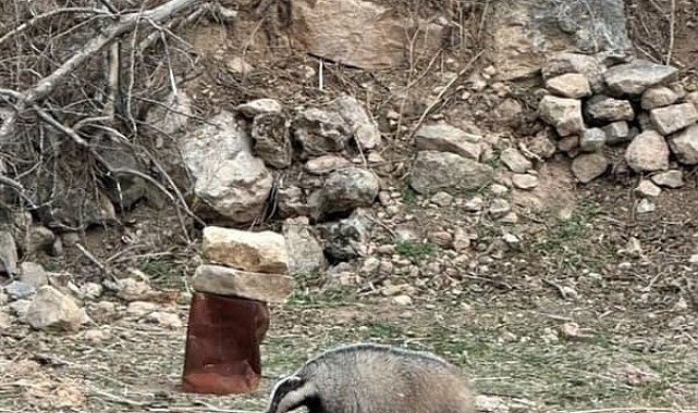 Nesli tehdit altında olan porsuk, Mardin'de görüldü