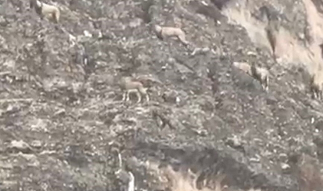 Nesli tehlike altında olan yaban keçileri sürü halinde görüntülendi