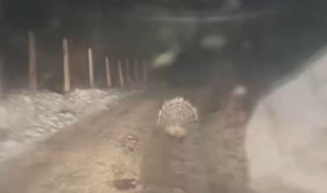 Oklu kirpi Elazığ'da görüntülendi