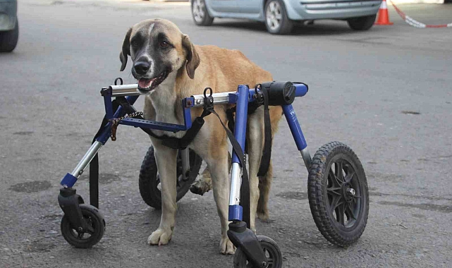 Ordu'da Bir Mucize: Omurgası Kırılan Köpek, 4 Tekerlekli Aracıyla Hayata Tutundu