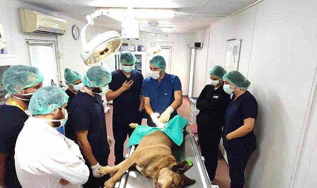 Osmangazi Belediyesi Sahipsiz Hayvanlar Doğal Yaşam ve Tedavi Merkezi'nde, can dostlar emin ellerde
