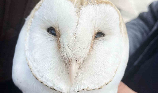 Peçeli baykuş sağlığına kavuştu