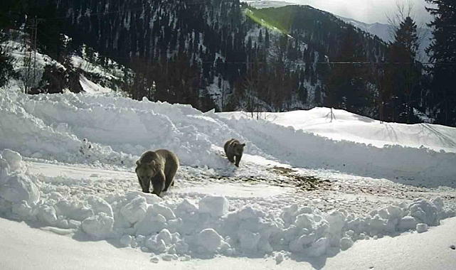 Rize'de Beklenmedik Misafirler: Kış Uykusuna Yatmayan Ayılar