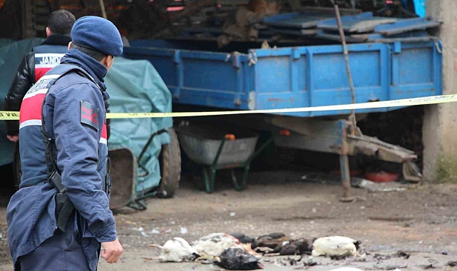 Sakarya'da Horoz Kavgası Kanlı Sonuçlandı: 7 Tavuk Öldürüldü, Evlere Ateş Açıldı