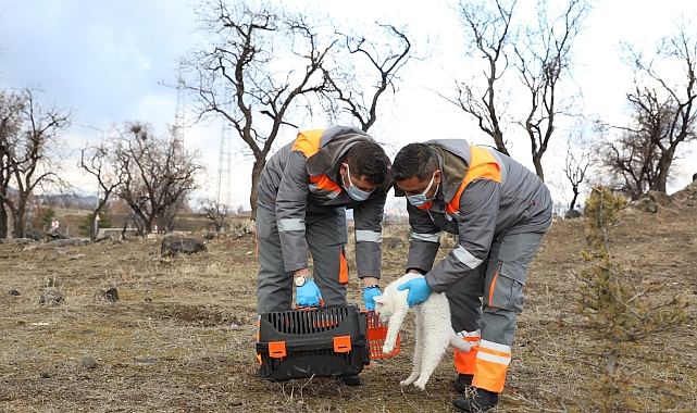 Sokak hayvanları Melikgazi'nin sevimli dost ambulansı ile hayata tutundu