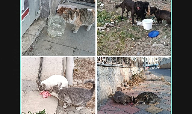 Sokak Hayvanlarına Kışın Nasıl Yardım Edilir?