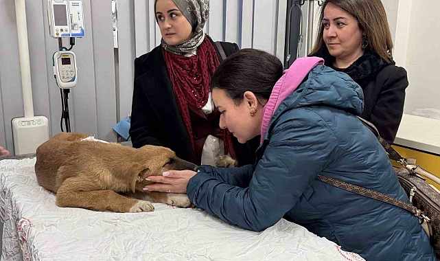 Sokak köpeğine hızlı müdahale şaşırttı