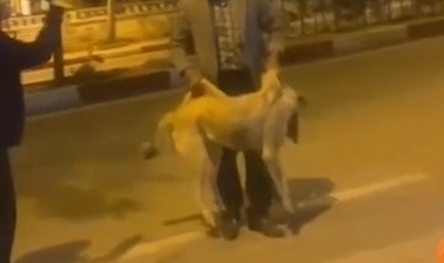 Sokak köpeğine yapılan eziyet tepkisiz kalmadı