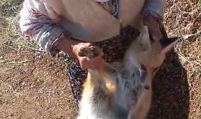 Tavuklarını yiyen tilki için günlerce nöbet tuttu