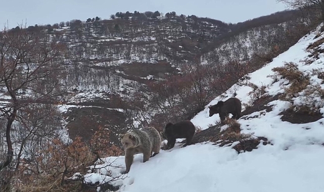 Tunceli'de Ayı Ailesi Doğal Yaşamın İzlerini Bıraktı