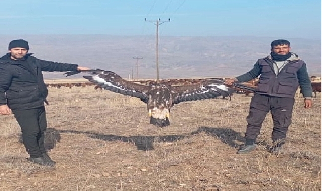 Tuzluca'da ölü olarak bulunan kartalın büyüklüğü şaşırttı!